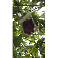 BOLSA UVA 26 X 40 - 10 UNIDADES 🍇